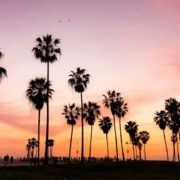 palm trees